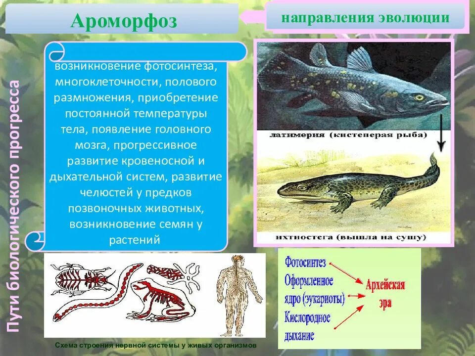 Примером ароморфоза является развитие