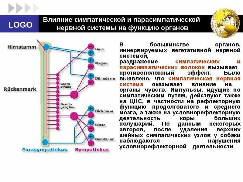 Эффекты симпатической нервной системы. Влияние парасимпатической нервной системы на органы и системы. признак активации парасимпатической нервной системы. активация симпатического отдела вегетативной нервной системы. активация парасимпатического отдела вегетативной нервной системы.