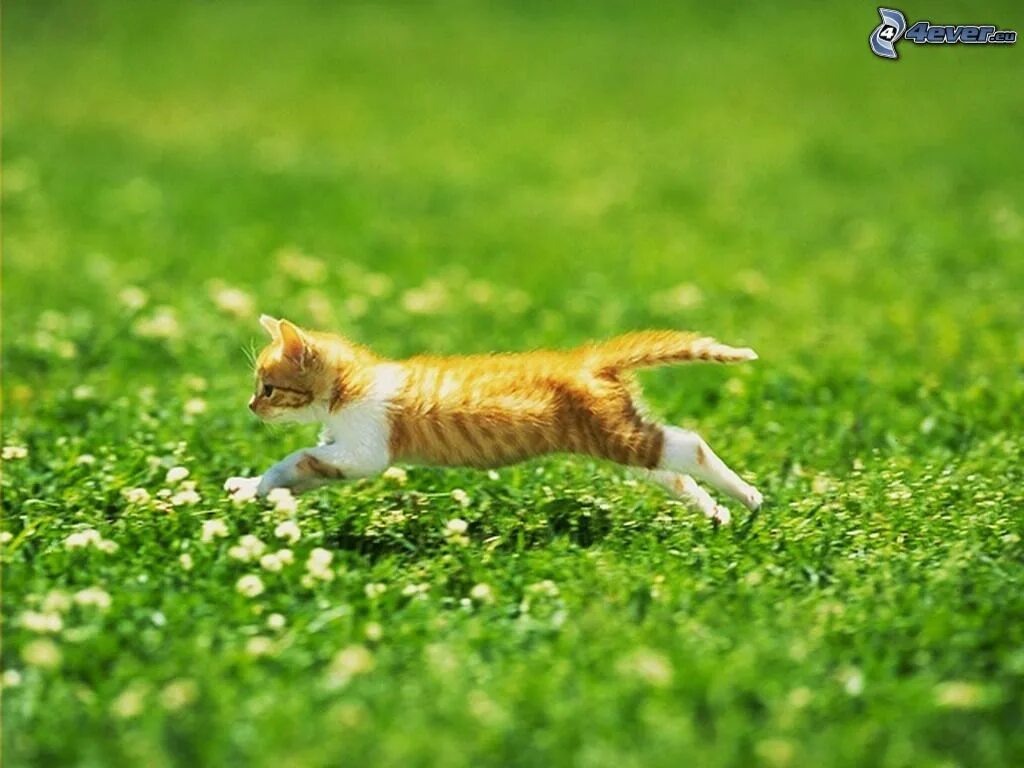 Кот крадется. Кошка в прыжке. Кот прыгает. Рыжий кот бежит. Шустрые кошки.