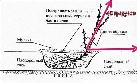 В какое время пересаживают смородину