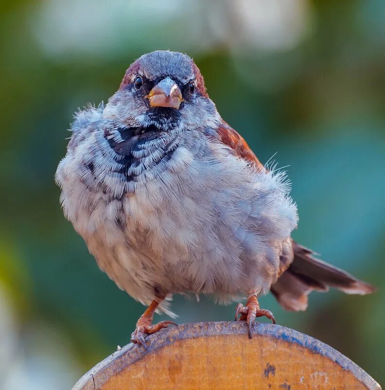 воробей воробьиха воробышек. гордый воробушек. голова воробья. промокший воробей. смешной воробей.