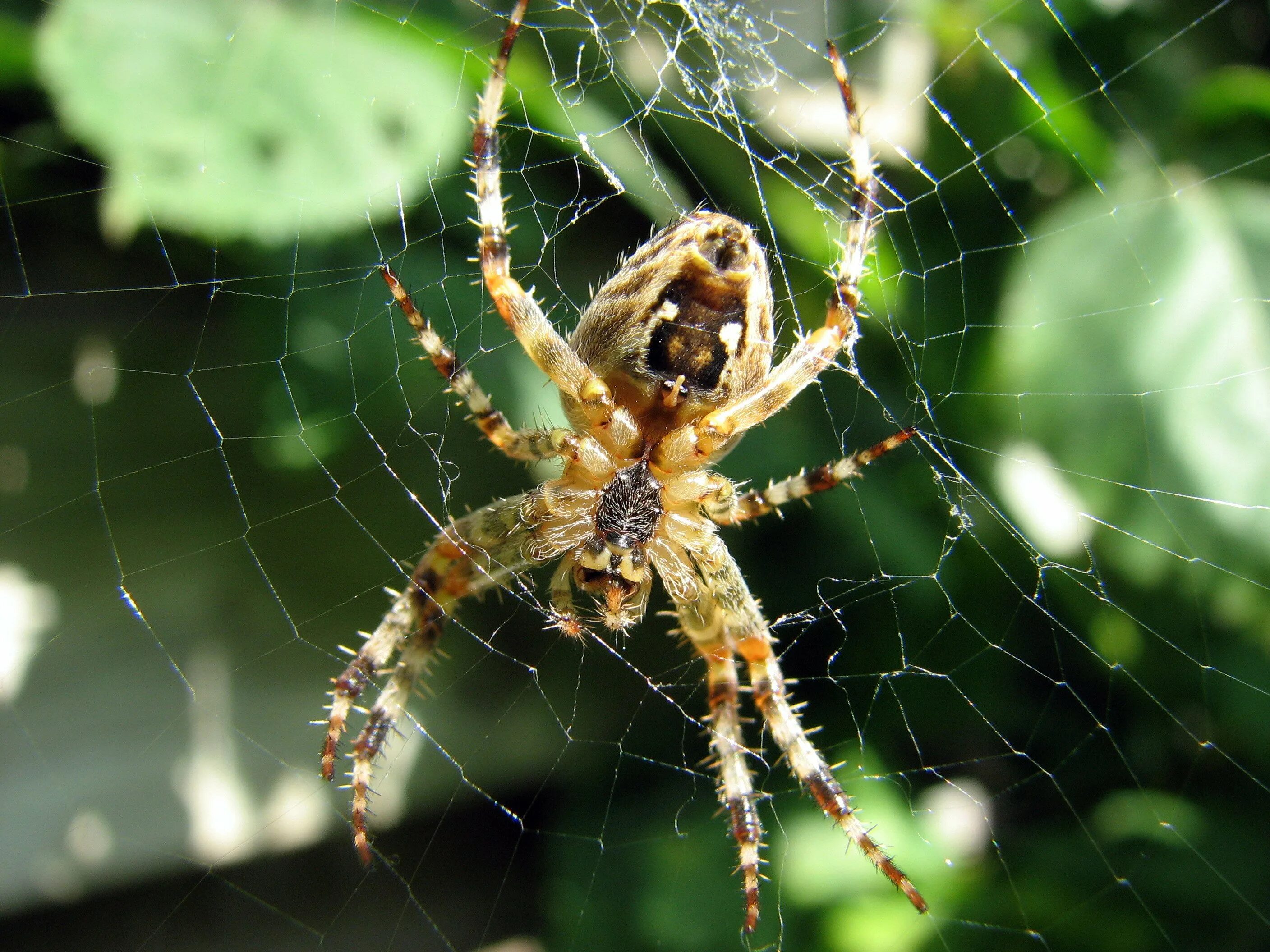 Все пауки. Araneus diadematus - крестовик. Araneus diadematus паук крестовик. Крымский паук крестовик. Обыкновенный крестовик - Araneus diadematus.