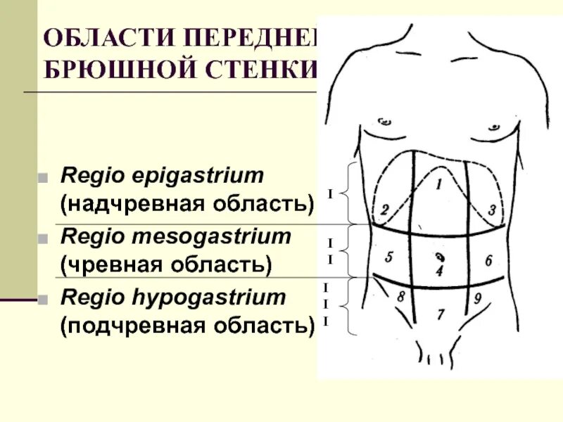 9 областей живота. Надчревная область. Области передней брюшной стенки. Подчревная область. Собственно надчревная область.