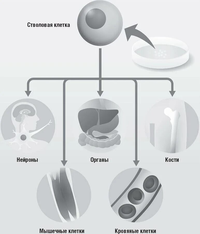 Секрет в биологии. Где берутся стволовые клетки. Откуда берутся стволовые клетки. Стволовые клетки откуда берут. Стволовые клетки одиночные.