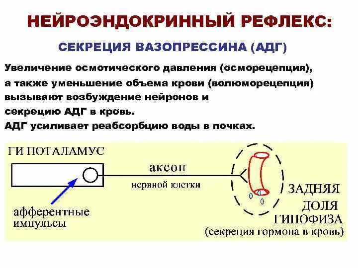 Как подавить рефлекс. Секреция АДГ. Антидиуретический гормон регуляция секреции. Регуляция секреции АДГ. Повышение секреции АДГ.