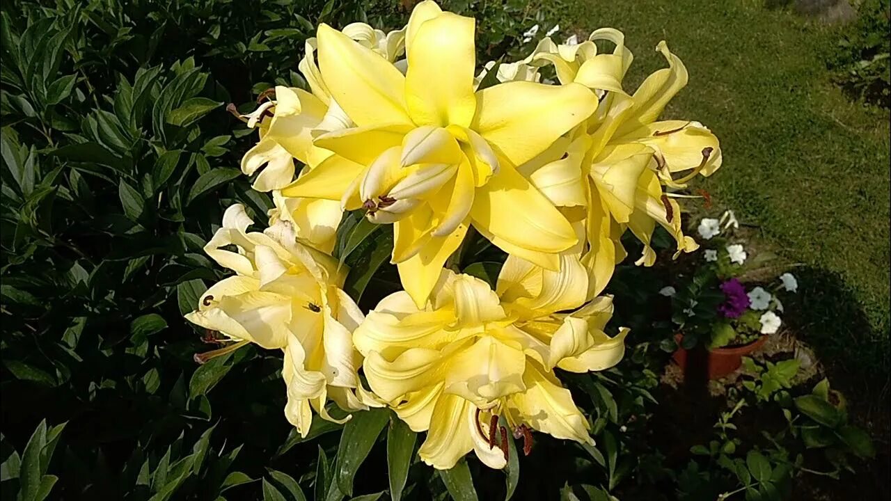 Exotic sun. Лилия exotic sun (экзотик сан). лилия восточная махровая экзотик сан. лилия махровая желтая экзотик сан. лилия лотус джой.