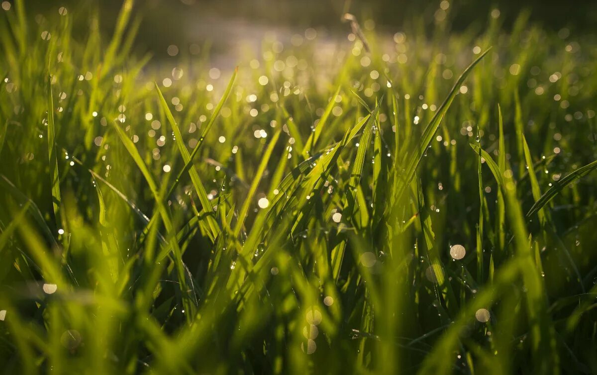 Цвет ранней травы. Красивая трава. Трава роса солнце. Травинки на солнце. Роса на траве в лучах солнца.