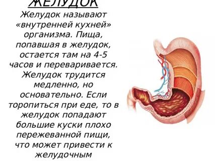 Через какое время еда попадает в желудок