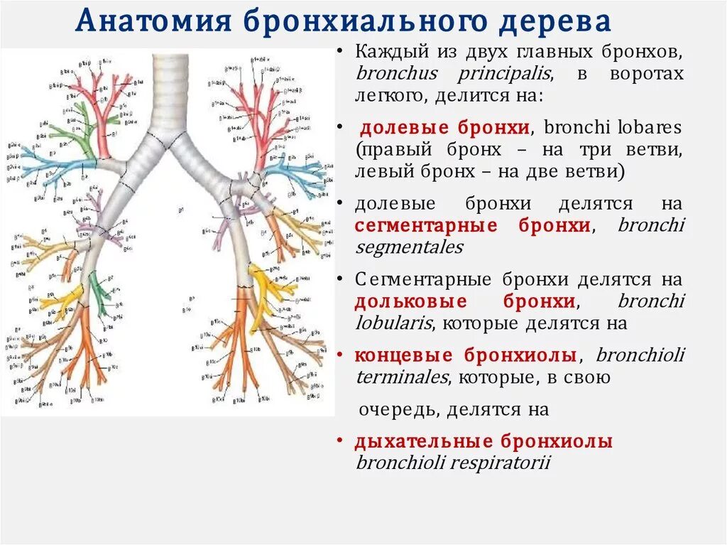 Бронхи и бронхиальное дерево анатомия. Бронхиальное дерево сегментарные бронхи. Строение бронхиального дерева анатомия человека. Бронхи строение бронхиальное дерево.