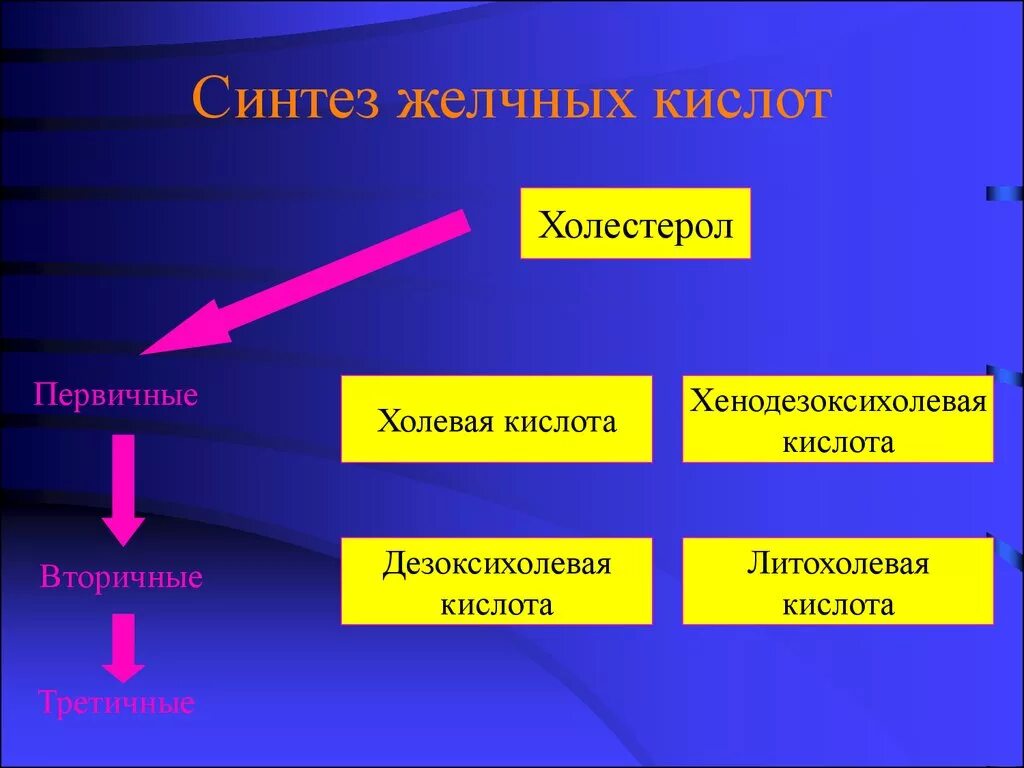 Синтез желчных кислот. Синтез желчи биохимия. Регуляция синтеза желчи. Регуляция синтеза желчных кислот.