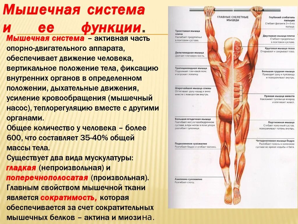 Работа скелетных мышц человека. Мышечная система человека анатомия строение и функции. Органы мышечной системы и функции системы. Мышцы туловища и их функции анатомия. Мышечная система скелетные мышцы строение функции.