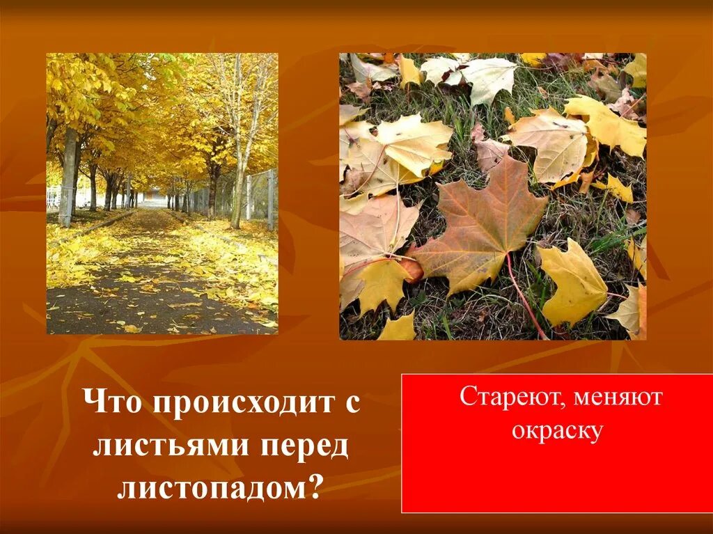 Изменения растений осенью. Листопад в жизни растений. Осень в жизни растений презентация. Растения осенью презентация.