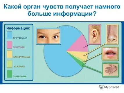 Состояние органов чувств характеристика