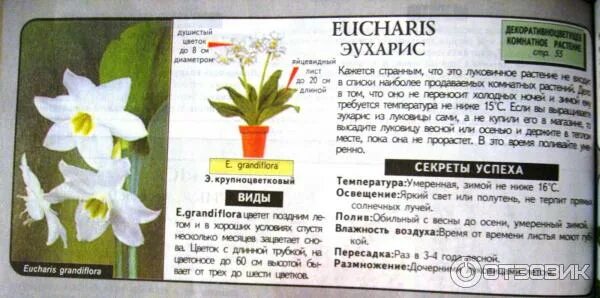 эухарис какой грунт. высокий горшок для эухариса. эухарис грандифлора. эухарис грандифлора. амазонская лилия удобрение.