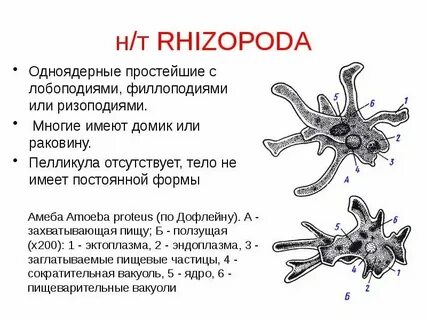 Кровеносная система амебы