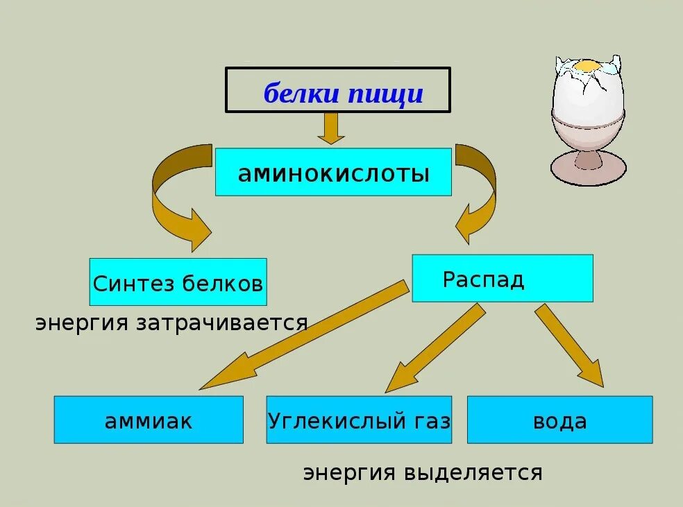 Распад белка в организме. Схема обмена белка в организме. Обмен белков схема 8 класс. Схема процесса расщепления белка в организме. Обмен белков схема биология.