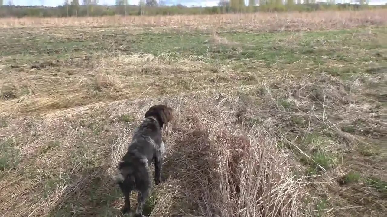 Апортирование собаки. Дратхаар. Щенки дратхаара. Дрессировка дратхаара. Курцхаар жесткошерстный.