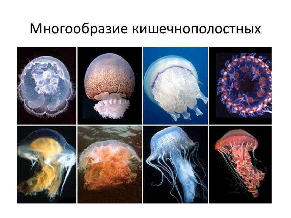 Многообразие кишечнополостных. Классификация медузы корнерот. Кишечнополостные представители. Представители кишечнополостных животных.