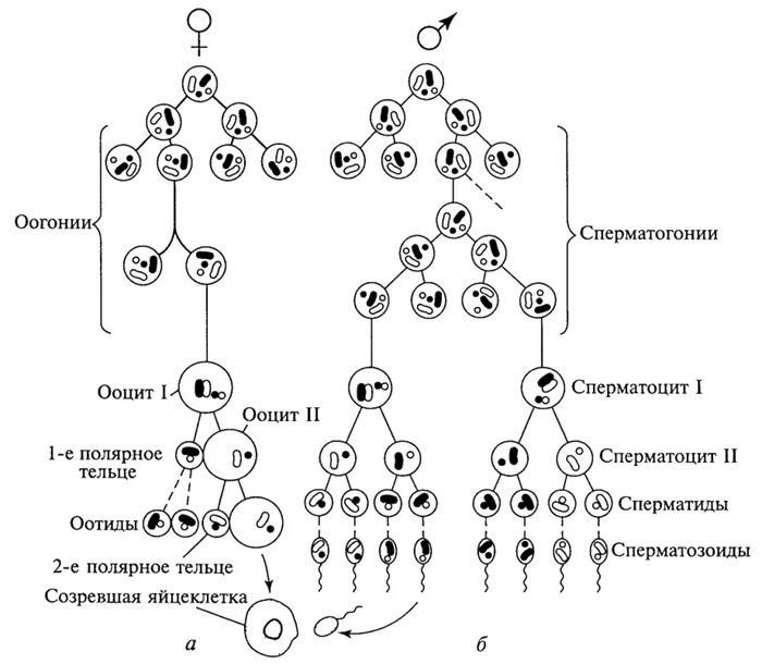 Каким номером на схеме обозначена полярная тельцы