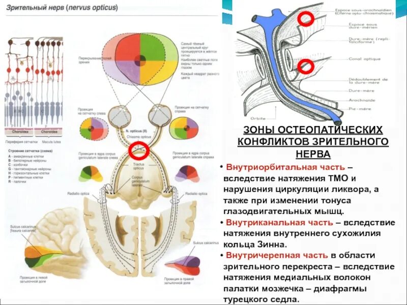 Перекрест волокон зрительного нерва. Внутричерепная часть зрительного нерва. Зрительный нерв. Части внутриорбитальная часть зрительного нерва.