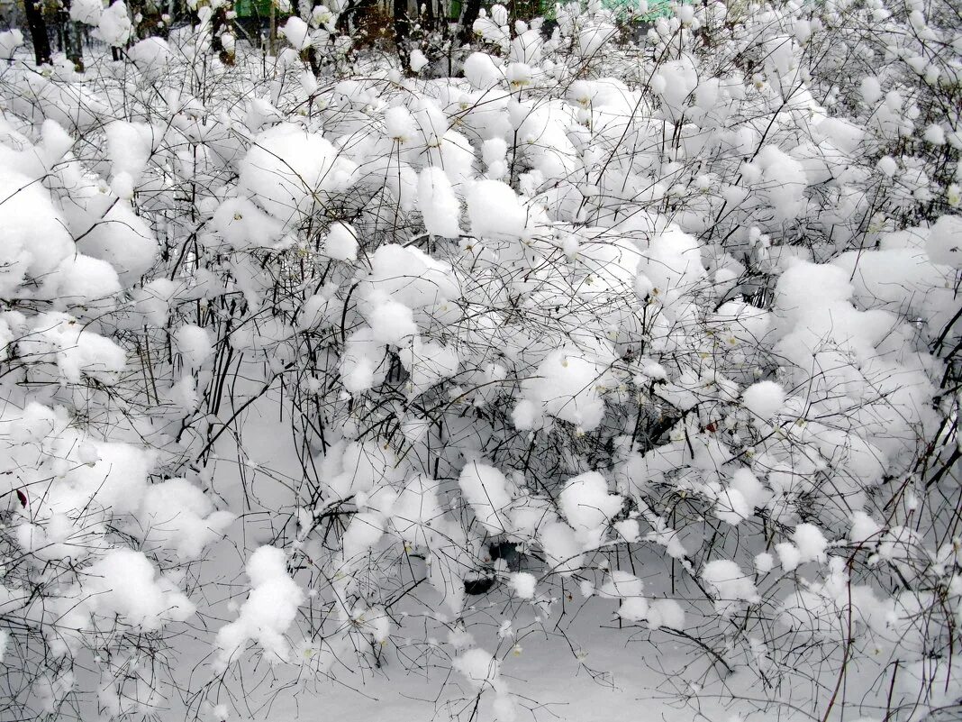 макросъёмка снежинок. снег и лед в природе. зима снежинки. зимний лес. Mp3 снежная.