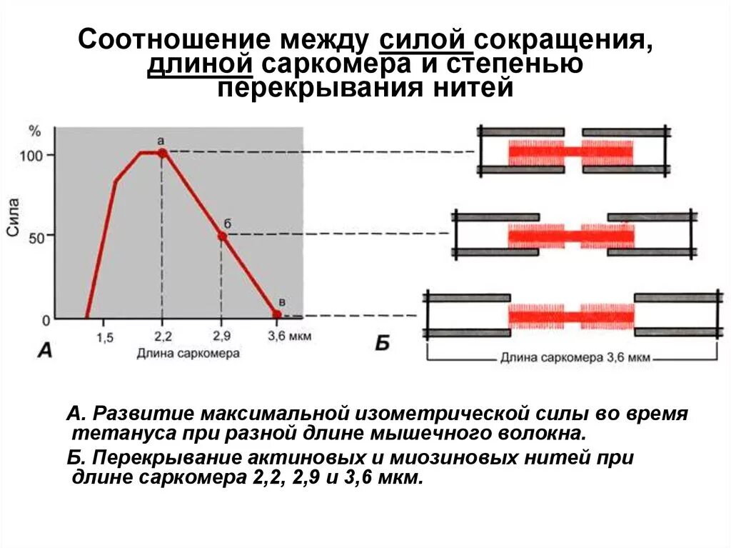 Полоса максимальной мощности. Сила мышечного сокращения. Взаимосвязь между силой и скоростью мышечного сокращения. Зависимость силы сокращения мышцы от длины саркомера. Сила мышечного сокращения зависит от.