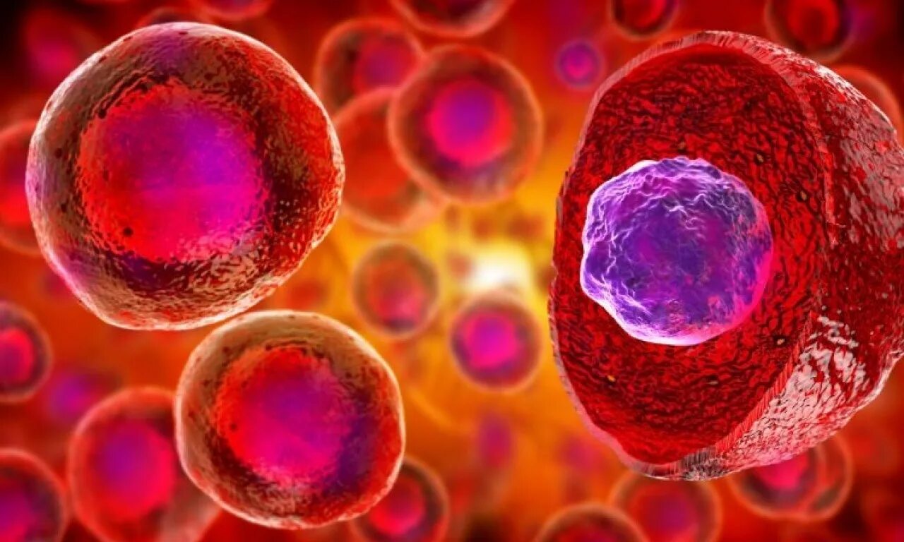 Эмбриональные стволовые клетки. Эмбриональные стволовые клетки фото. Банки стволовых клеток.