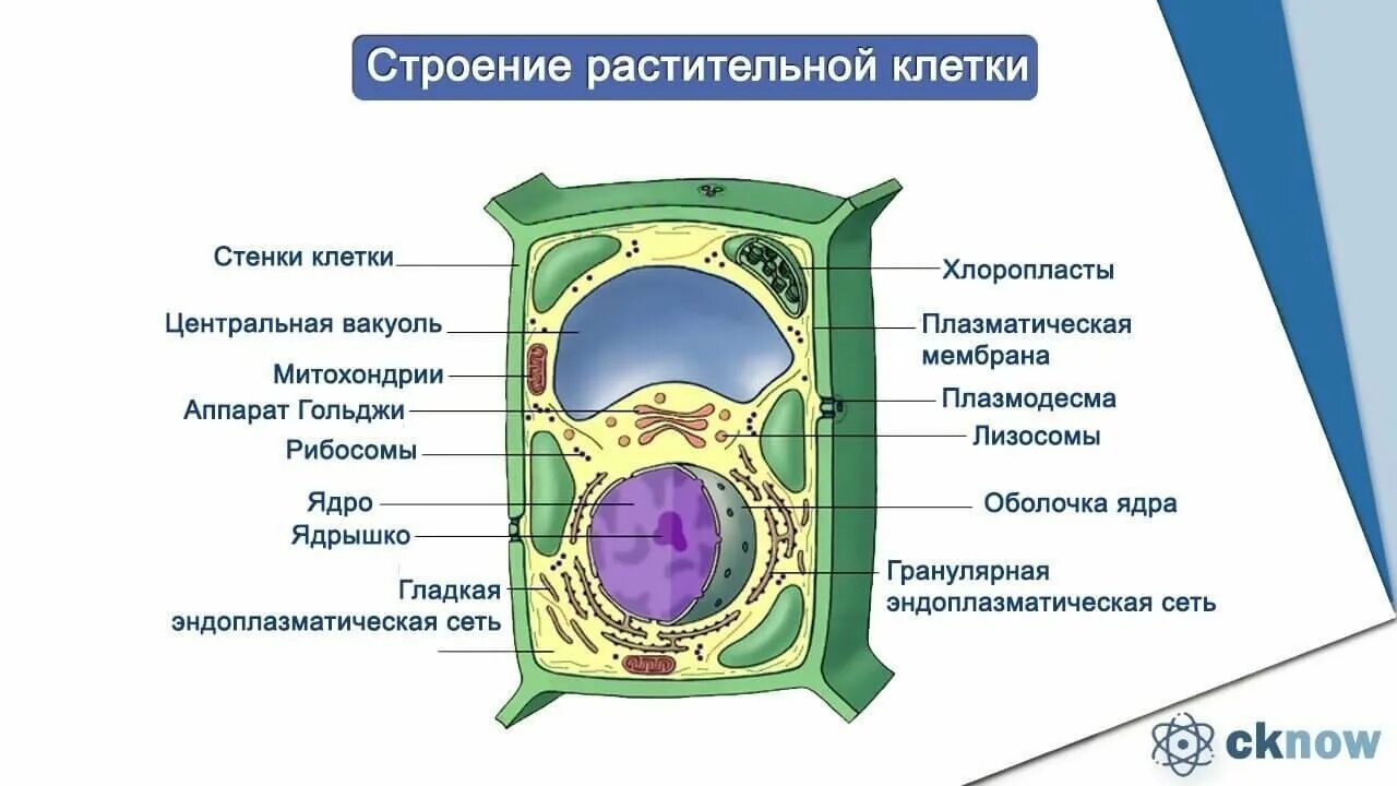 В т м клетки. Строение и функции органоидов клетки растений. Органоиды растительной клетки схема. Строение растительной клетки, органоиды клетки и растительной. Основные органеллы растительной клетки, их строение и функции..