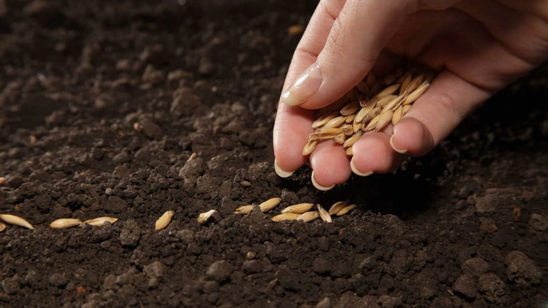 Семена для посева. Посев семян. Зернышко в земле. Посев зерна.