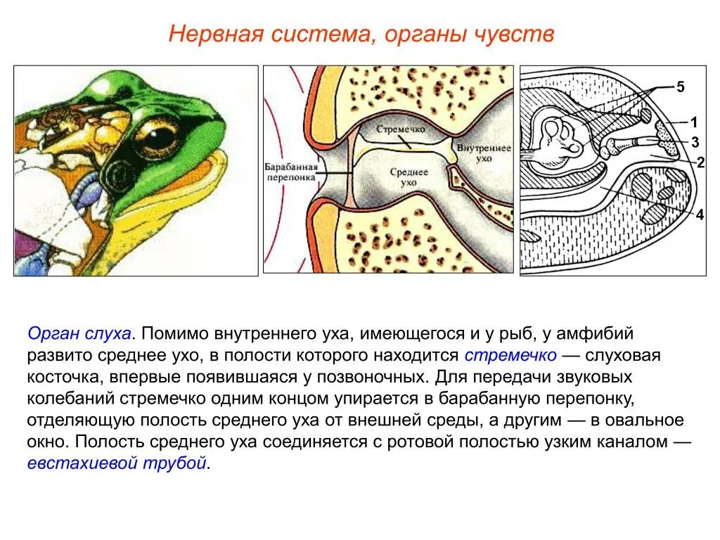 Нервная система и органы чувств амфибий. Строение органа слуха у рыб. Строение внутреннего уха рыбы. Органы чувств земноводных.