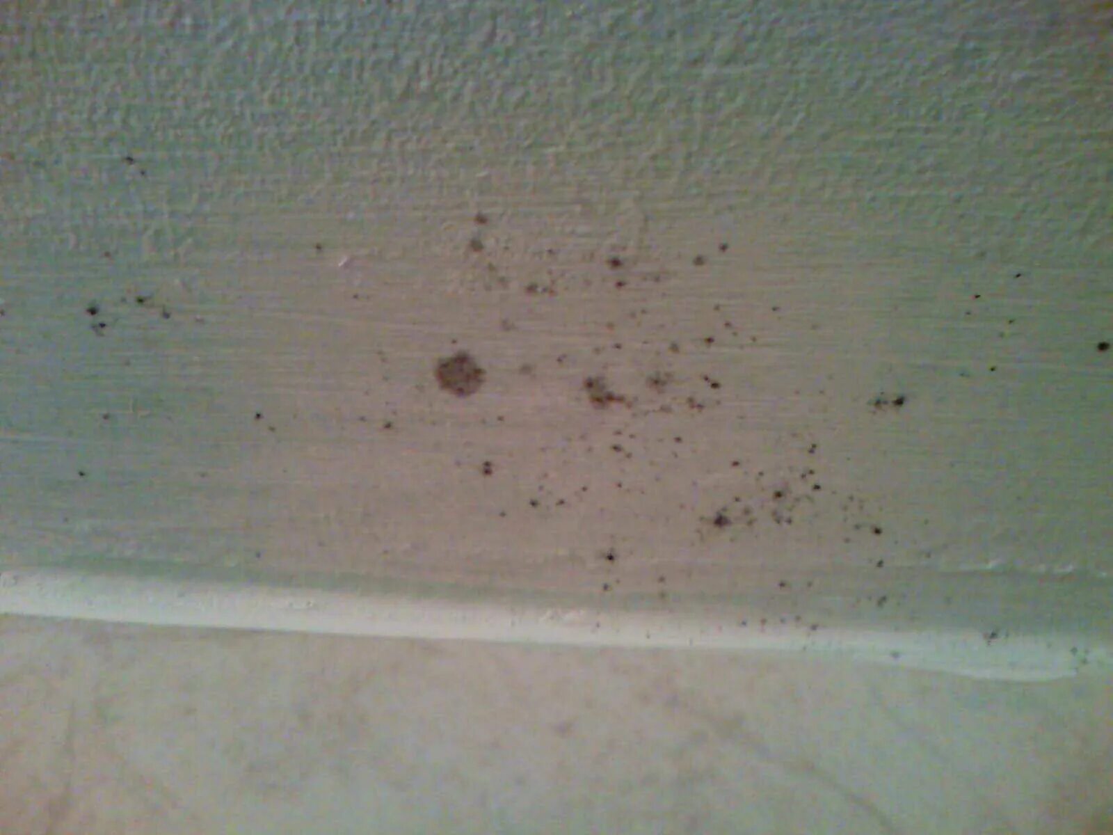 На обоях появляются пятна. Черное пятно на потолке. Грибок на потолке в ванной. Плесень в ванной на потолке. Черная плесень на потолке в ванной.