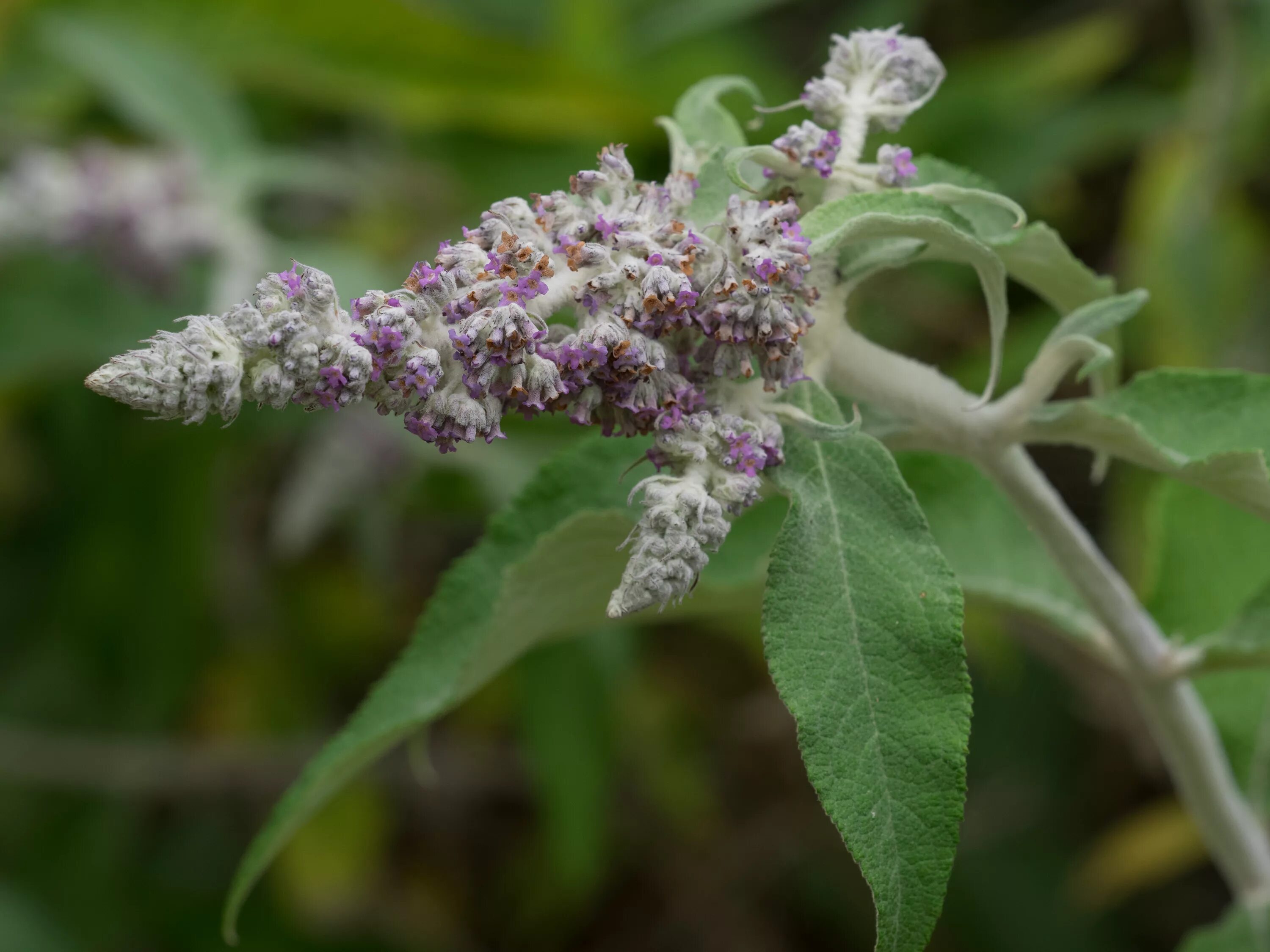 Buddleja Nivea. Буддлея. Буддлея Снежная. Buddleja incana.