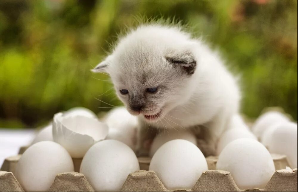 Пушистые яйца. Котик с яйцами. Кошке можно давать яйцо