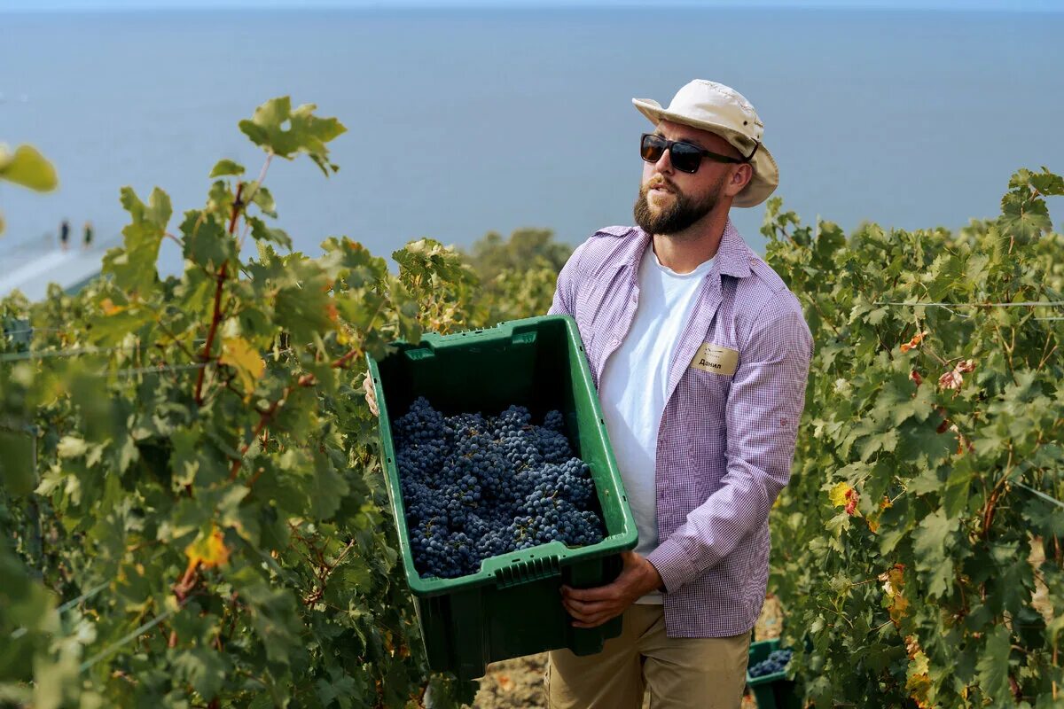 Сбор винограда. Сбор винограда. Ручной сбор винограда. Сбор винограда в крыму. Виноградсво и виноделие в крыму.