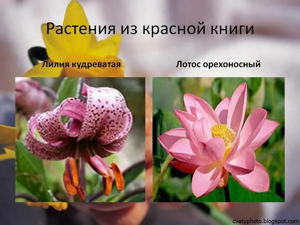 лекарственные растения занесенные в красную книгу. лекарственные растения красной книги. цветы красной книги. растения красной книги россии. лекарственные растения занесенные в красную.