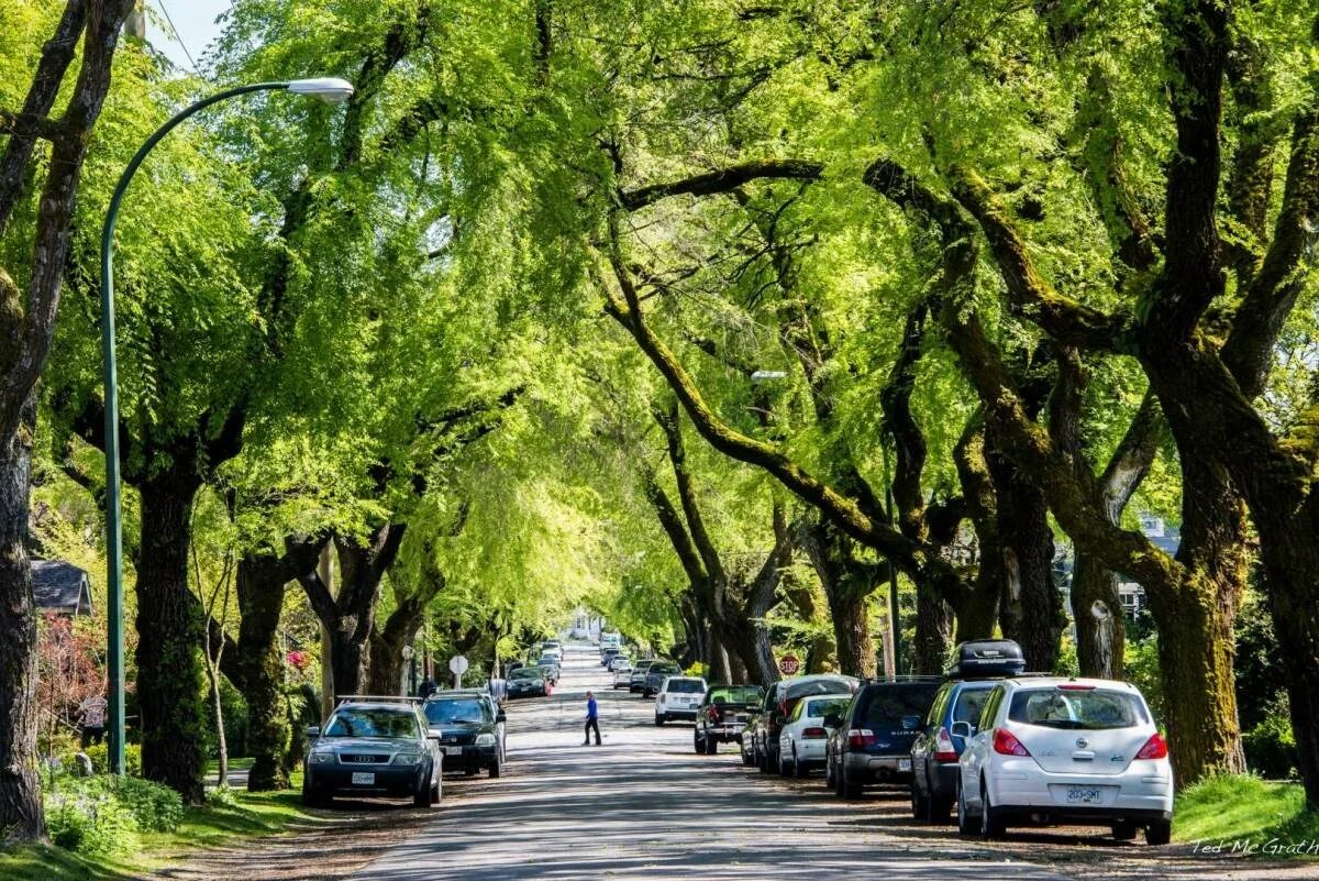 Вид городских деревьев. Ванкувер зеленый город. Городские деревья. Деревья в городе. Улица с деревьями.