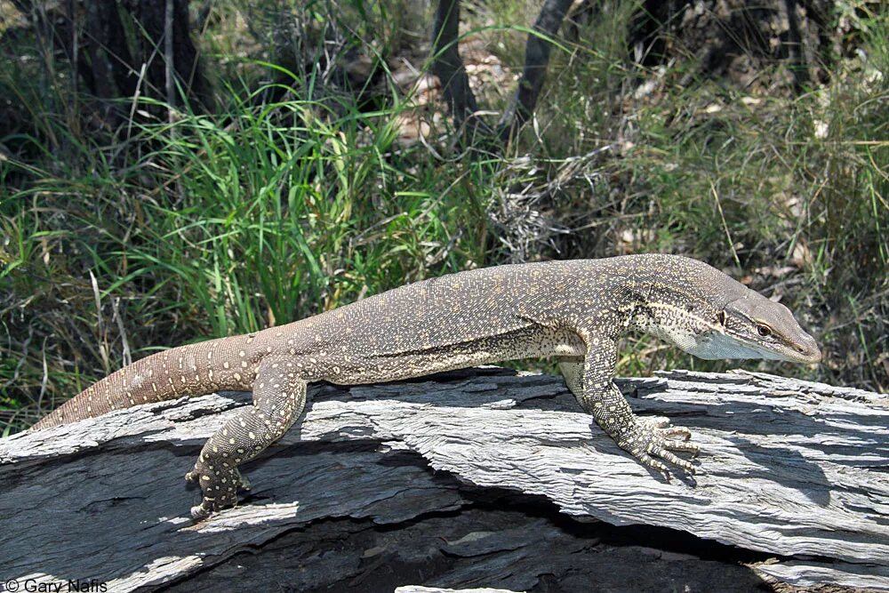 Комодский варан. Varanus gouldii. Песчаный варан. Среднеазиатский серый варан. Песчаный варан.