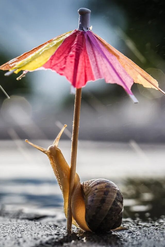 Красивые улитки. Улитка с зонтом. Под зонтиком. Дождь улитка. Зонтик добра