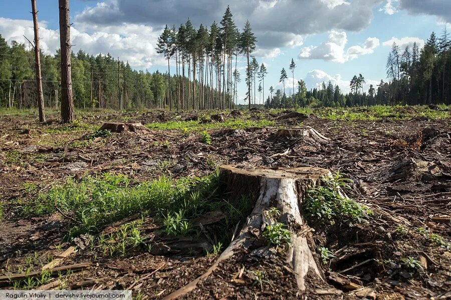 Лесные проблемы россии. Вырубка лесов. Лес экология. Экология вырубленный лес. Вырубка лесов экологическая проблема.