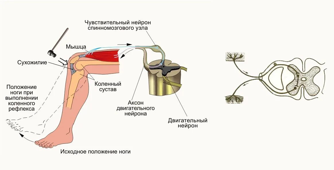 Чувствительный нейрон двигательный нейрон центр слюноотделения. Схема строения коленного рефлекса. Схема рефлекторной дуги разгибательного коленного рефлекса. Схема рефлекторной дуги коленного рефле. Схема рефлекторной дуги коленного рефлекса рисунок.