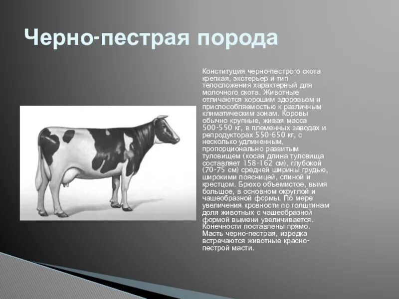 Порода конституция экстерьер. Порода конституция экстерьер. Порода конституция экстерьер. Оценка экстерьера коров. Черно пестрая порода скота.