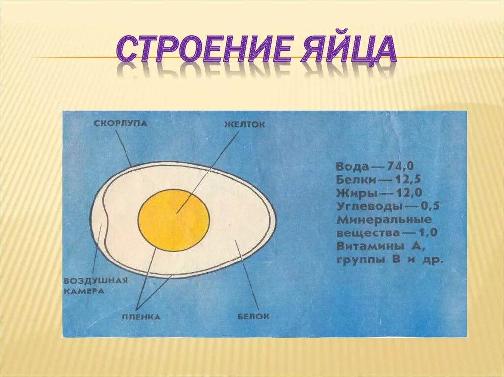 Строение яйца птицы и функции. Схема строения куриного яйца рисунок. Строение скорлупы яйца птицы. Структура куриного яйца. Схема строения яйца птицы.