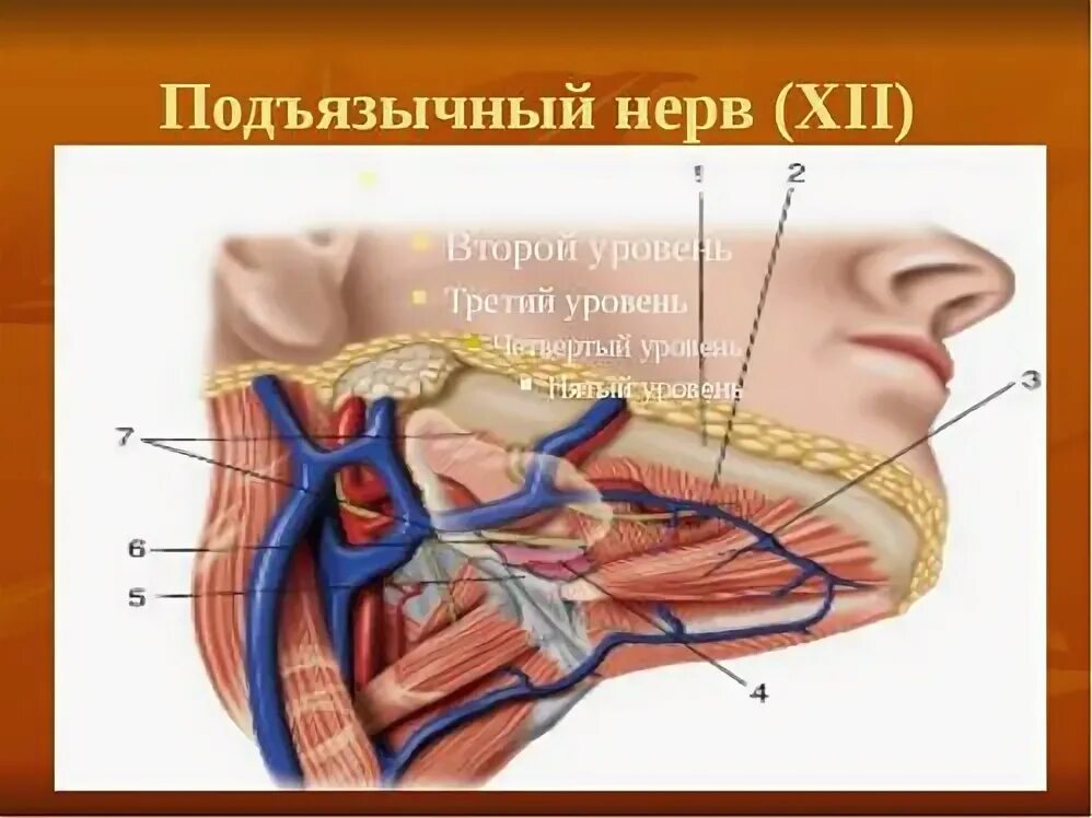 Поражение подъязычного нерва. XII пара. Подъязычный нерв (n. hypoglossus). Ветви подъязычного нерва анатомия. Подъязычный нерв нерв топография. 12 Пара черепных нервов подъязычный.