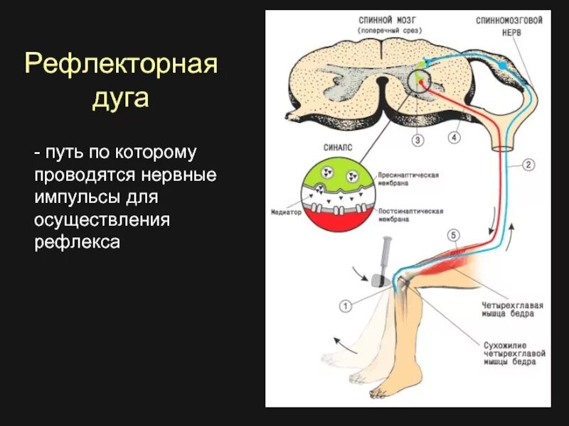 Рефлекторная дуга и ее компоненты. Схема рефлекторной дуги с обратной связью. Структура трехнейронной рефлекторной дуги. Рефлекторная дуга. Строение рефлекторной дуги строение.