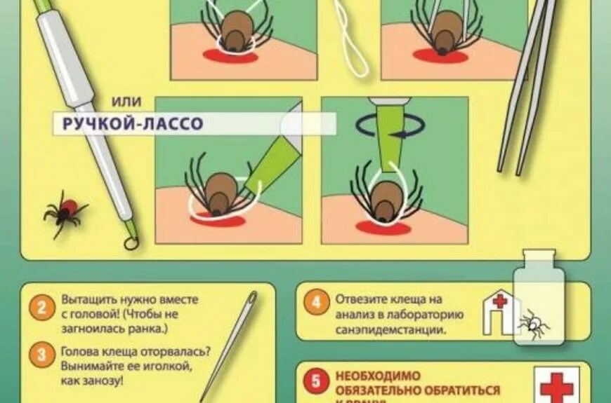 Как удалить клеща у человека самостоятельно. Способы вытаскивания клеща.