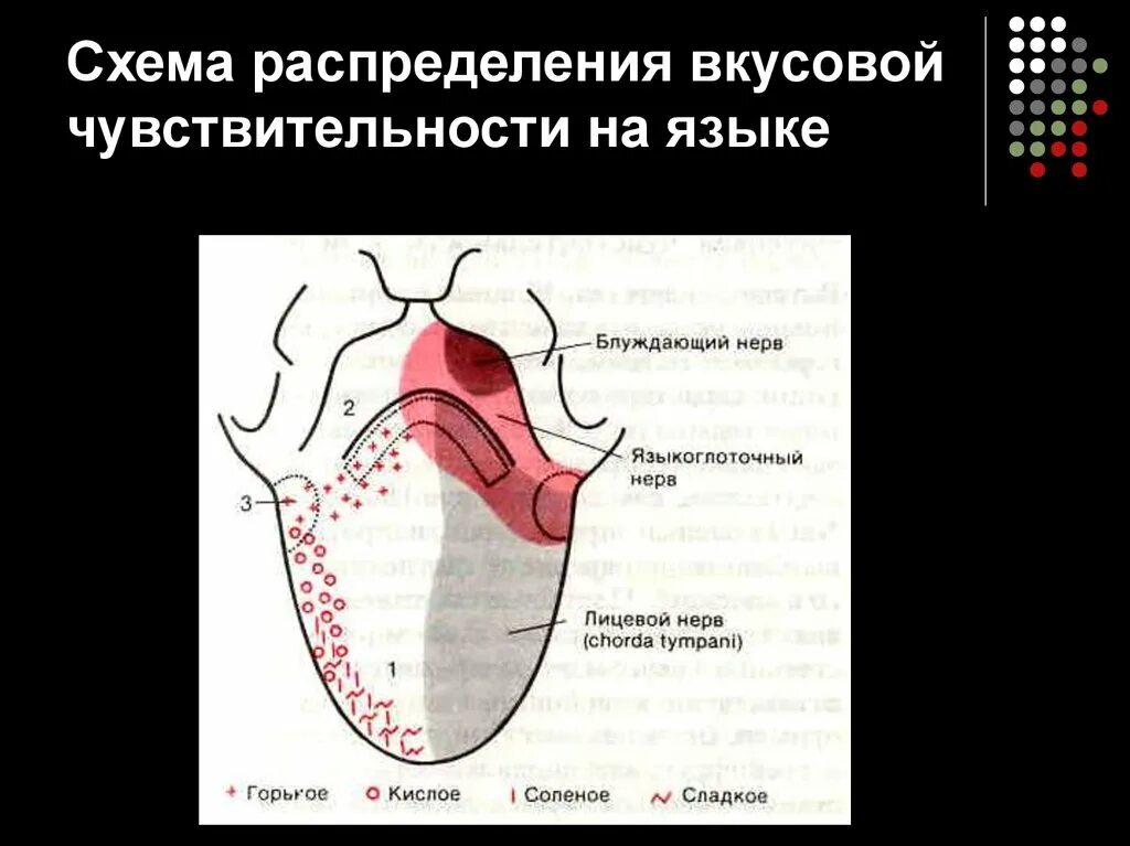 Как ощущается языка. Схема распределения вкусовой чувствительности на языке. Вкусовая чувствительность языка. Зоны чувствительности языка. Сосочки языка вкусовая чувствительность.