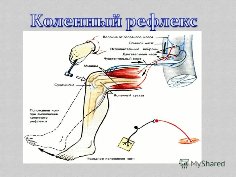 Лабораторная работа рефлекс. Схема рефлекторной дуги коленного рефлекса. Рефлекторная дуга коленного рефлекса биология 8 класс. Отделы рефлекторной дуги коленного рефлекса. Коленный рефлекс рефлекторная дуга 8 класс.