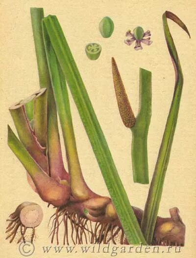 Полог или полог ударение. Полог чередующаяся гласная. Ориентация на местности по муравейнику. Пологий корень. Укажите слово с чередующейся гласной в корне.