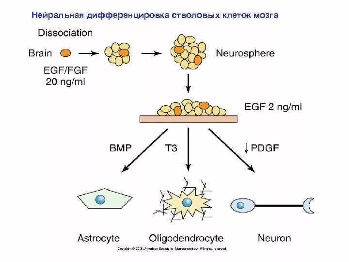 Дифференцировка стволовой клетки. Схема дифференцировки стволовой клетк. Нейрональные стволовые клетки. Нейральная стволовая клетка. Деление стволовых клеток