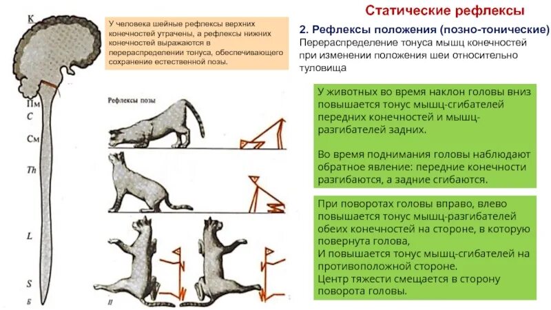 Рефлекс лифта. Статические рефлексы. Тонус мышц разгибателей. Статокинетические рефлексы. Статические рефлексы животных.